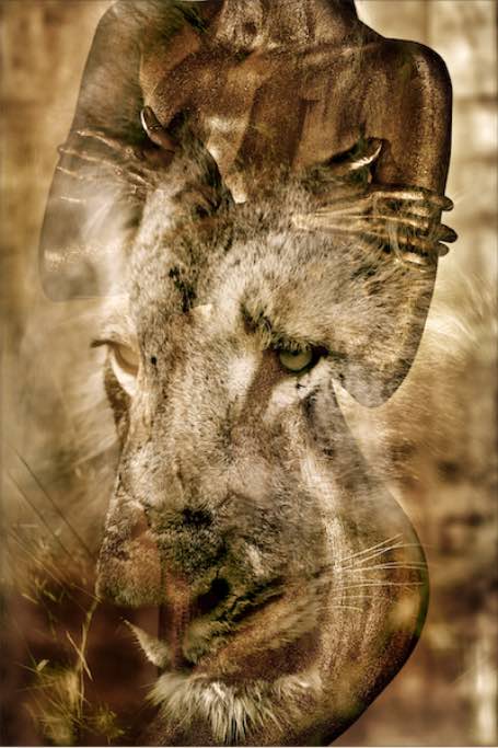 Animal Fusion