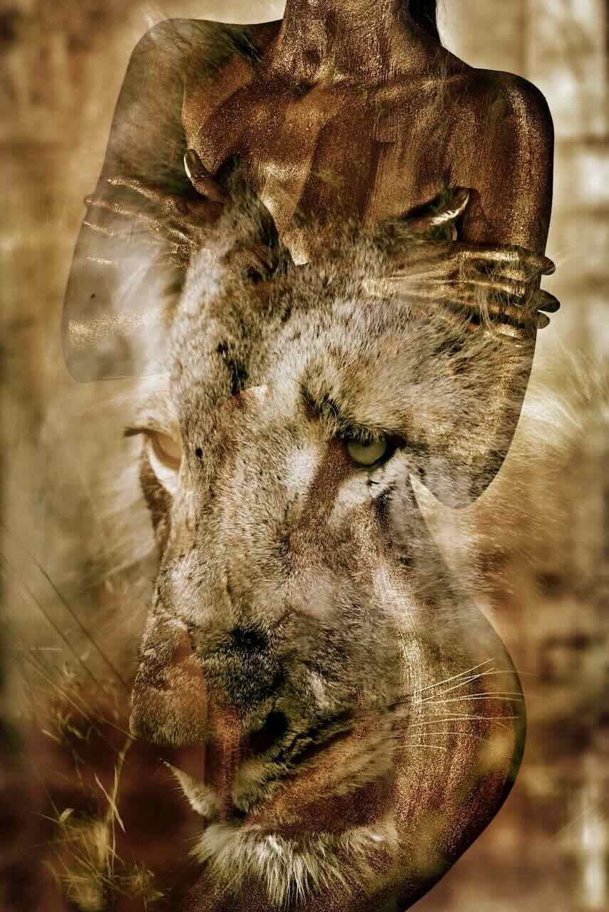 "Her Wild Heart" by Zack Zublena: lion art fine art photograph in which a woman painted in gold, arms crossed over her chest, merges with the face of a lioness.