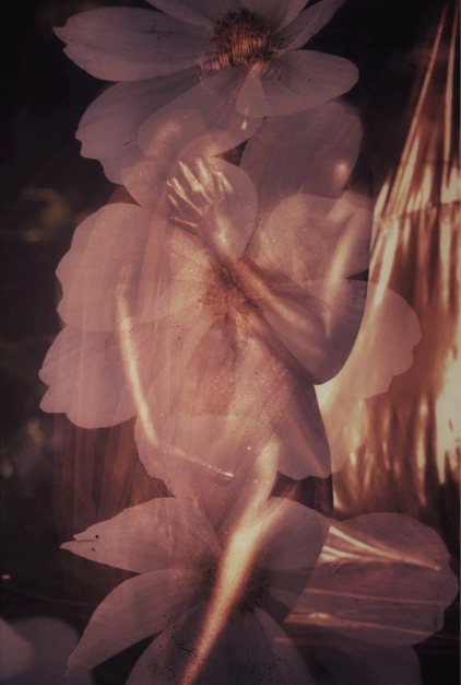 Golden-painted nude female figure emerging through soft jasmine petals, blending sensuality and floral elegance in fine art photography — perfect for interiors, collectors, and wellness spaces.