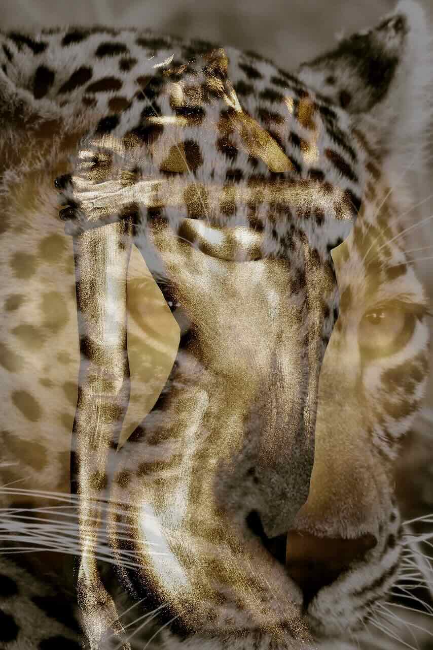 "Golden Leopard Reverie" by Zack Zublena: leopard art fine art photograph in which the face of a leopard and the gold-painted arms of a woman dissolve into one another.