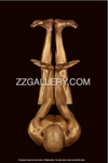 Golden male nude yoga inverted meditation pose fine art photography on dark background wall art print