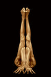 Gold-painted yogi in upside-down yoga pose with hands rooted like branches, on dark velvet background, emphasizing strength and balance.