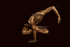 Fine art photograph of a golden-painted male figure holding a dramatic yoga balance pose against a dark background, symbolizing strength, discipline, and inner harmony.