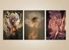 Golden nude fine art photography set with floral overlays – luxury wall art for spas, interiors, and collectors.